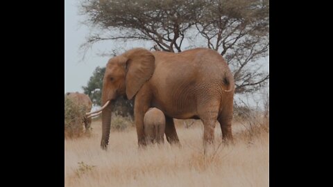 Very cute baby elephant playing with their mother | big beautiful elephant having two trunk.