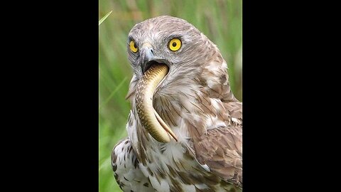 Peregrine Falcon's 240mph Dive for the Kill🦅