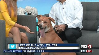 Pet of the Week: Walter (Animal Refuge Center)