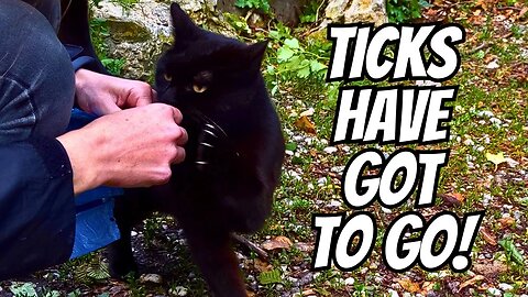 Will They Let Us Remove the Ticks? - Feeding Stray Cats