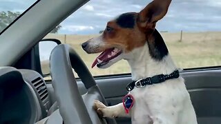 Farm dog rounds up sheep in ute