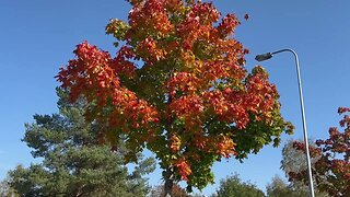 Ruska Delight: Embracing the Beauty of Autumn in Finland