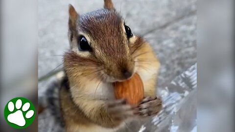 This WILD chipmunk does tricks for human friend and is really something SPECIAL