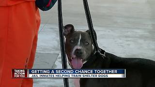 Inmates training shelter dogs has 100 percent success at making dogs more adoptable
