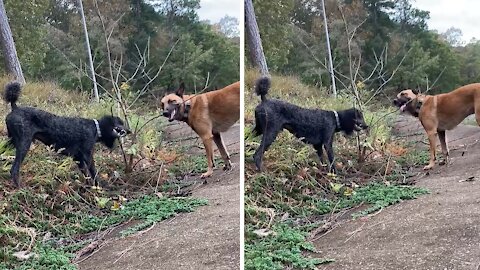 Crazy dogs help owner trim the trees