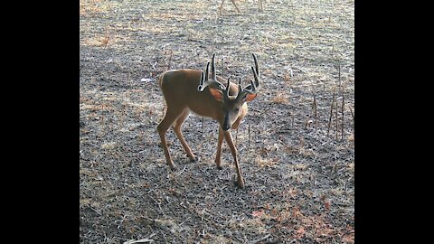 Ohio Camera Tactacam Setup - Target Buck Spotted