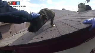 WATCH: Arizona Humane Society rescues dog from roof