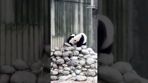Harsh Parenting Skills of Pandas