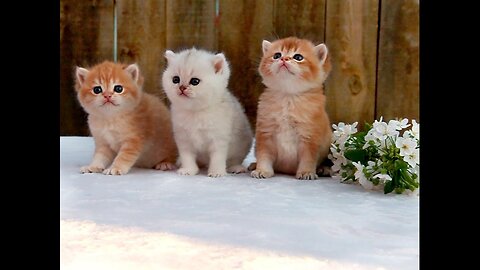 Three little kittens went outside for a walk 😻