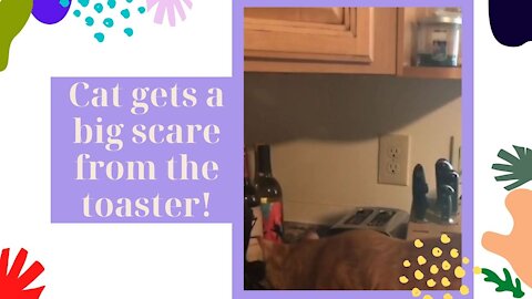 cat gets a big scare from the toaster!