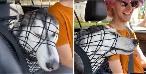 stubborn husky refuses to give up front seat