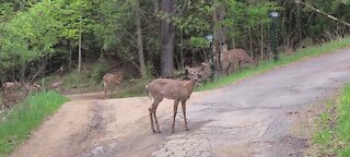 Herd of deer on the roadside