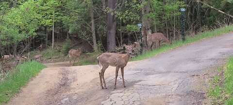 Herd of deer on the roadside