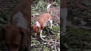 Dog Plays With Stick Bigger Than She is