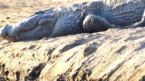 Big Crocs lays for sunlight