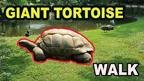 Giant Tortoises' amazing movement speed