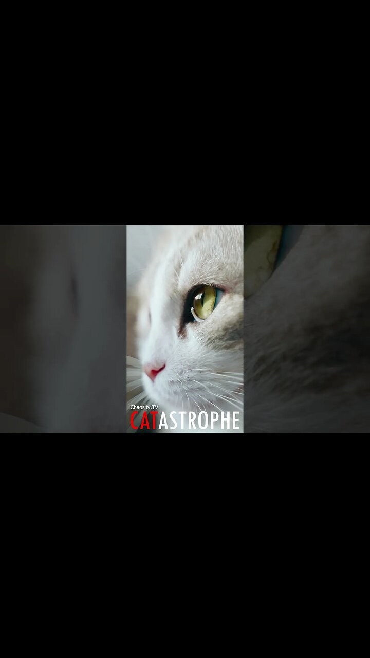 Kitty Rumble #CATASTROPHE - Wondering Kitty