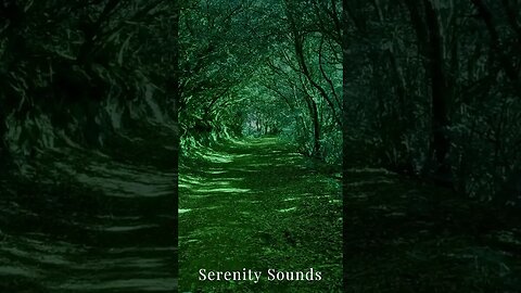 Serenity Sounds : Calming Music for Stress Relief and Mindfulness 🌿🎶 | Check Description