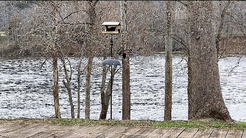 PETE AT THE FEEDER (3/14/2021)