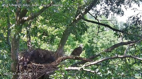 Hays Eagles Mom in w/fish&full crop, H's in hot pursuit-several exchanges-both eat! 07-06-2023 14:15