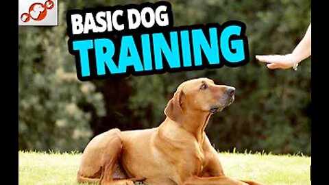 Basic Dog Training with Top 10 Key Commands!