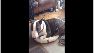 Bull Terrier Decides To Nap In Super Small Bed