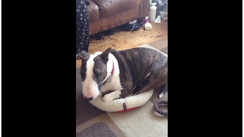 Bull Terrier Decides To Nap In Super Small Bed