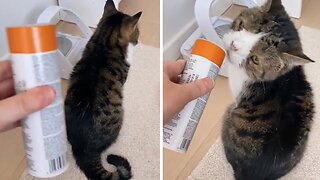Treat test to check if your cat is deaf