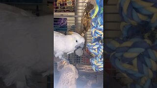 Cockatoo Parrot Eating Ice Cube #cockatoo #parrot #bird