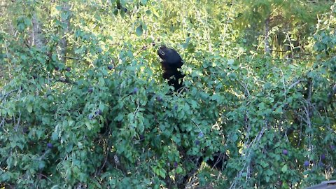 Bear in Plum tree with two Elks