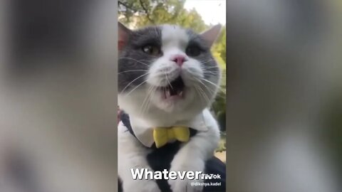 OMG these Cats can Speak English😂😂