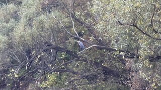 Great Blue Heron resting in a tree
