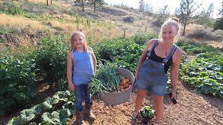 Harvesting Food From The Homestead