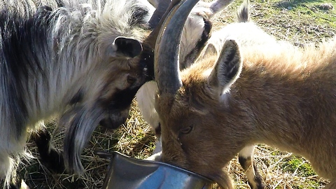 Goat bangs horns on feed bucket to startle other goats