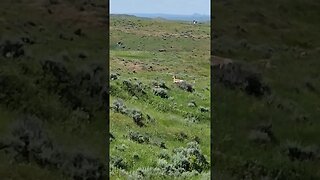 Wyoming Pronghorn