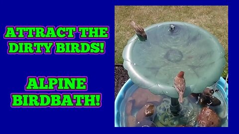Dirty Birds Need A Bath!