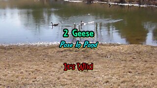 2 Geese Pose In Pond