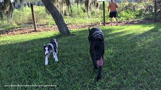 Great Dane and Puppy Enjoy a Playful Walk