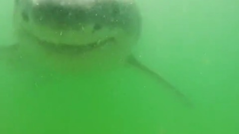 Chilling Underwater Footage Of Great White As It Attacks The Camera