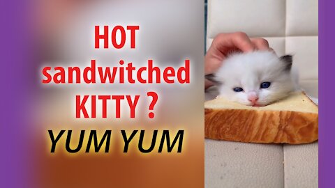 Hot Sandwiched Kitty?