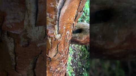 Spooky Creepy Bark in Ballathie Woods, Experience Scotland's Ancient Woodlands