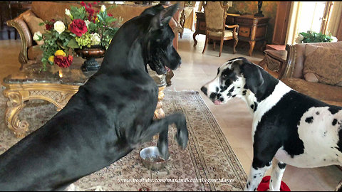 Impatient Bouncing Great Dane Wants To Play ....Right This Minute!