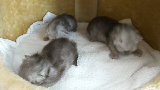 Cute little persian kittens are sleeping