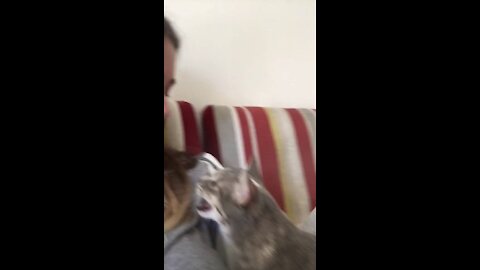 CAT TRY TO TALK WITH THE OWNER