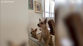 Hilarious slow motion of dog failing to catch treat