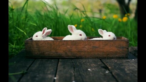 Rabbits Cute Video