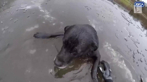 Rescuers Save Dog Trapped in Frozen River