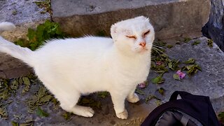 The Famous Street Cats of Dubrovnik Croatia - Feeding Stray Cats