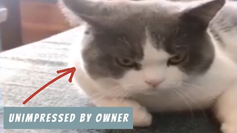 The Face this Cat Pulls When the Owner is Annoying! 🤣