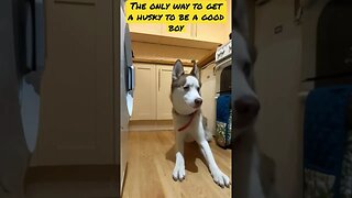 #dog #husky #huskylove #siberianhusky #asmr #dogasmr #feeding #dogbowl #huskylife